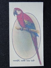 RED AND BLUE MACAW Aviary & Cage Birds TRANSFERS by John Player 1933