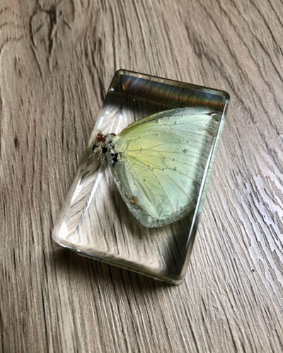 Real preserved insects clear - real,