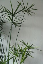 YOUNG plant. SPECTACULAR! Umbrella grass/papyrus/cyperus house/pond/patio plant.