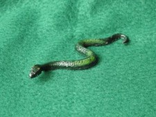 PIXYLAND F.KEW KUZU 1921-39