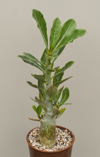 Adenium obesum caudiciform - obesum,