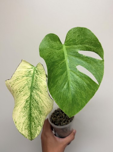 Monstera deliciosa silver star - deliciosa,