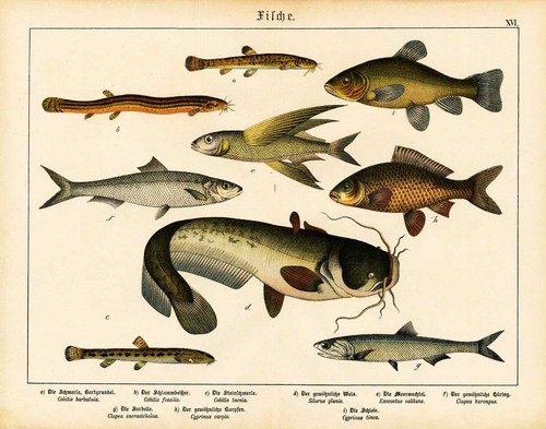 Antique print stone loach - antique, loach-wels