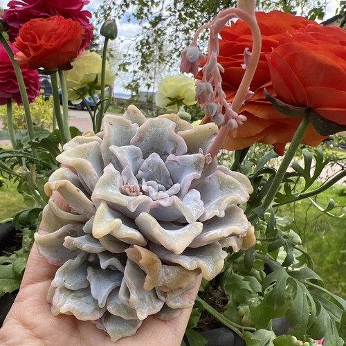 Echeveria crispate - echeveria, ‘crispate