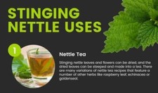 Stinging Nettle Leaves Organic