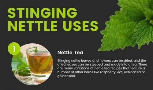 Stinging nettle leaves organic - stinging,