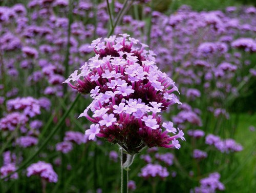 Verbena bonariensis perennial - verbena,