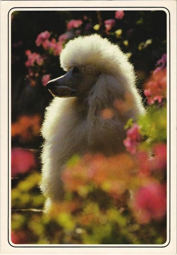 Cpa grand caniche blanc dog - grand,