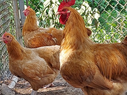 Purebred buff orpington - 18,