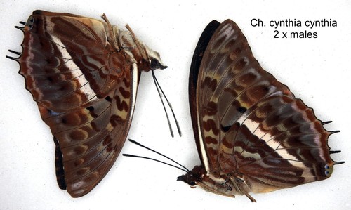 Butterfly charaxinae 2 x - butterfly,