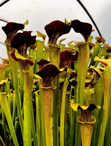 Sarracenia alata red flava - sarracenia,