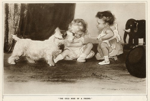 Sealyham terrier dog - dog, antique