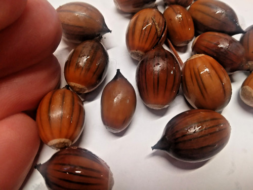 Red bark oak acorns - bark,