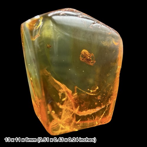 Baltic amber fossil spider - fossil,