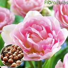 TULIP BULBS 'ANGELIQUE' Double Late peony Tulip Beautiful pink flowers 