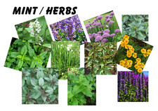 Garlic Chives / Cat / Herbs /