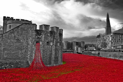 Tower london poppy poppies - of,