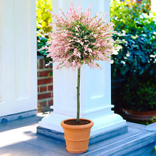 Salix Hakuro Nishiki Pink Flamingo Patio Tree - Vibrant Decorative Garden Plant