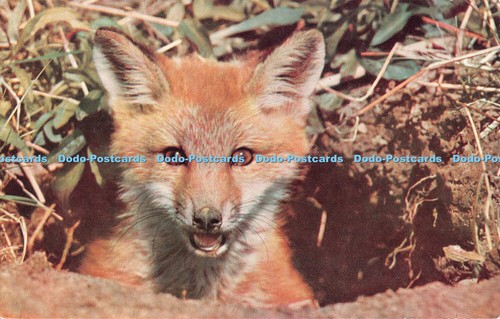 R547592 fox cub the new - the,