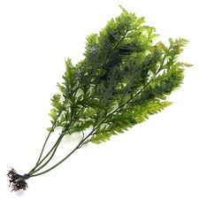 4x Bolbitis Heudelotii (XL)