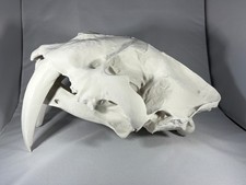 Replica animal skull Extinct Sabre Tooth Cat Full Size ornament taxidermy 