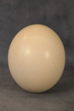 Large Natural Genuine Blown Ostrich Egg 6" Tall Very Good