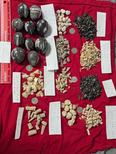 100 fossils orthoceras egg - fossils.,