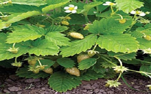 Fruit alpine strawberry - alpine,