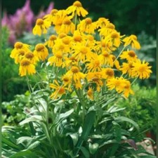 HELENIUM (HYMENOXYS)HOOPESII + 50 seeds /HP