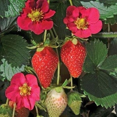Strawberry plug plants - strawberry,