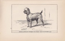1900 BRUSSELS GRIFFON DOG Print - Dog Wall Art - Dog Gift - 8.6 x 5.6 Inches