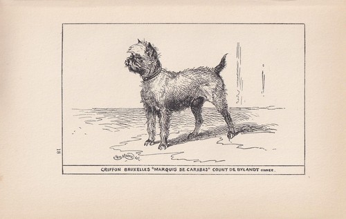 1900 brussels griffon dog - griffon,