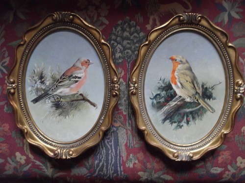 Stunning pair bird - pair, of