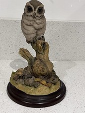 Teviotdale Owl On Branch