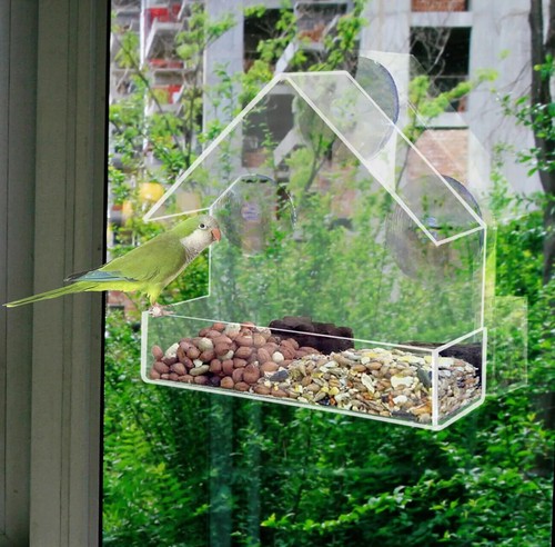 Clear perspex window bird - clear,