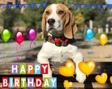 Happy Birthday Beagle Dog Card