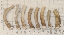 8 #1 Deer Antler Crowns Knife