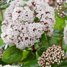 Viburnum tinus ROCK ‘N'