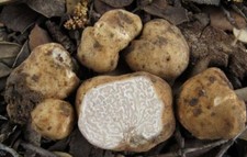 WHITE TRUFFLE MUSHROOM SPORES
