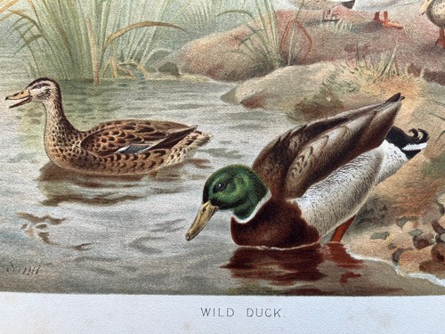 Antique chromolithograph - , of
