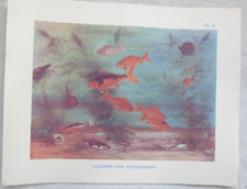Vintage School Educational poster No 8, Goldfish and Sticklebacks