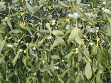 100 fresh mistletoe berries - 100,