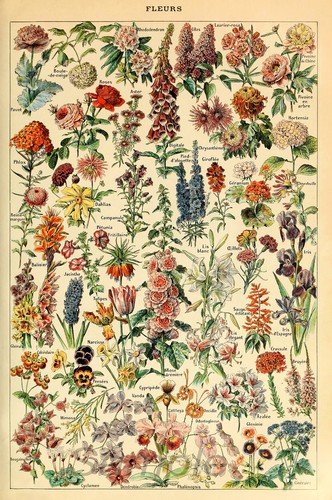 Vintage flowers botanical - vintage,