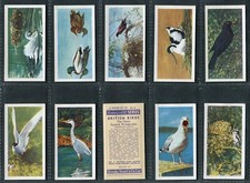 BROOKE BOND 1954 - "FRANCES PITT BRITISH BIRDS (Cream & White)" - PICK YOUR CARD