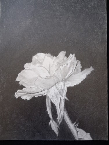 Art drawing white rose - art,