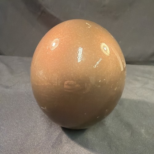 Ostrich egg blown and - ostrich,