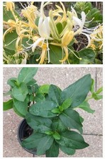 Fragrant Japanese HONEYSUCKLE