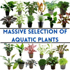 Massive Selection Live Potted