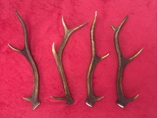 4 PIECES OF RED DEER ANTLERS
