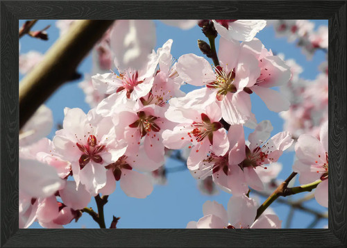 Bloom flower apricot tree